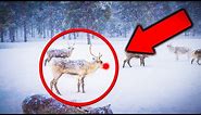 REAL Rudolph The Rednosed Reindeer CAUGHT ON CAMERA!