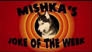 Mishka the Talking Husky's Joke of the Week!