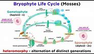 Bryophytes and the Life Cycle of Plants