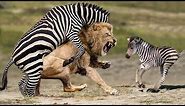 Unbelievable...Zebra Joins Forces To Attack Lions To Protect Their Babies - Lion, Zebra, Tiger, Bear
