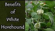 The Benefits of White Horehound