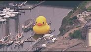 WATCH LIVE: World's largest rubber duck comes to Maryland