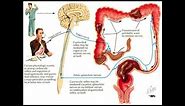 Constipation and the Colon - Mayo Clinic