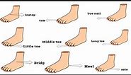 Learn Foot Parts Names in English with Pictures.