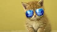 Funny Cats Wearing Glasses Compilation 2014