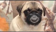 Top 30 Funniest and Cutest Pug Dog Videos Compilation