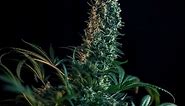 The Flowering Stage Of Cannabis Week By Week