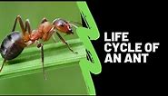The Life Cycle Of An Ant - Ant Life Cycle Lesson For Kids