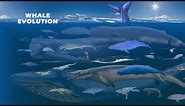 Whale Evolution | Whale Size Comparison: Living and Extinct | Prehistoric Whales