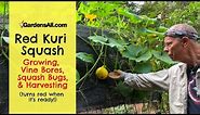 Red Kuri Squash: Growing, Vine Borers, Squash Bugs, & Harvesting | GardensAll.com
