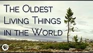 What's the Oldest Living Thing?