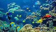 Brilliant, Beautiful Aquarium Fish Species