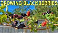 This BLACKBERRY Variety Is The One To Grow! [COMPLETE GROWING GUIDE]