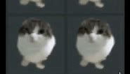 Can we get much higher discord cat gif