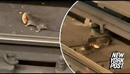 NYC rat drags doughnut across subway tracks to share with rodent date, sweet video shows