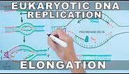 DNA Replication in Eukaryotes | Elongation
