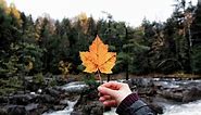 How to Identify Maple Tree Varieties | LoveToKnow