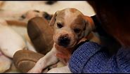 Cuddling Dogs Makes Them Feel Happy | Wonderful World of Puppies | BBC Earth