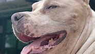 Meet the first official pit bull police dog