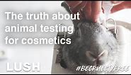 The Truth About Animal Testing for Cosmetics #BeCrueltyFree