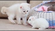 White kitten and white Tiny bunnies 🐰