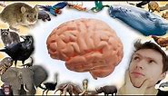 How Big Is Our Human Brain Compared To Animal Brains?