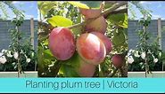 Plum tree planting | Victoria | 9L pot