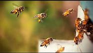 Na rubu znanosti: Čudo pčele