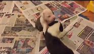 Newborn Pitbull Puppies Playing and Nursing