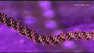 Molecular Visualizations of DNA (2003) Drew Berry wehi.tv