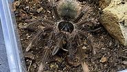 Theraphosa apophysis, the Pinkfoot Goliath rehouse and care