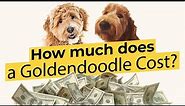 How much does a Goldendoodle Cost? 💰🐶🔴 2022 Guide 🔴
