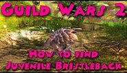 Guild Wars 2 - How to find Juvenile Bristleback