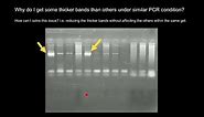 Bright and faint bands - PCR or Gel electrophoresis fault?