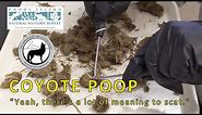 Coyote Poop: There's A Lot of Meaning to Scat