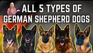 The 5 German Shepherd Breed Types!?! Simply Explained!