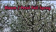 Bloom / Petal Fall Spray in Apple | What to Spray | Dr. Syed Samiullah | Ph.D. Fruit Science