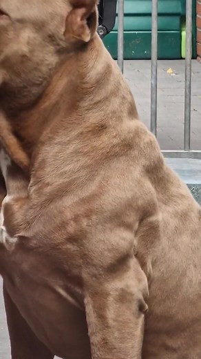 Large Muscular Dog Showcases Alert Presence