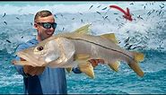 30 Days Chasing Florida's Insane Fish Migration (Mullet Run Madness)