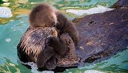 Newborn Sea Otter Pup Bonds With Mother in Adorable Photos