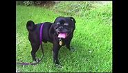 DFW Pug Rescue - Noir - 9-year-old Black Pug