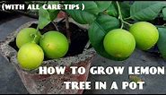 How to Grow Lemon Tree (With all Care Tips)