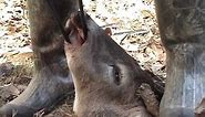 Jawbone Removal From Whitetail Deer