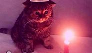 Sad Birthday Cat Meme