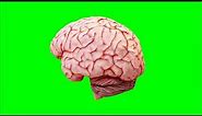 Animated 3D Brain (Rotating) - Free Green Screen