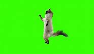Funny cat dancing, Green Screen no copyright & free download