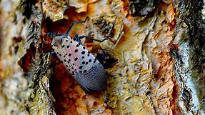 Lanternflies Are Overwhelming 14 States As They Breed Rapidly This Fall