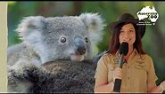 Fun Koala Facts for Save the Koala Day | Australia Zoo Life