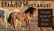 Salt River Spanish Mustangs! First ride under saddle