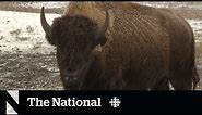 Why bison are being reintroduced on the Prairies